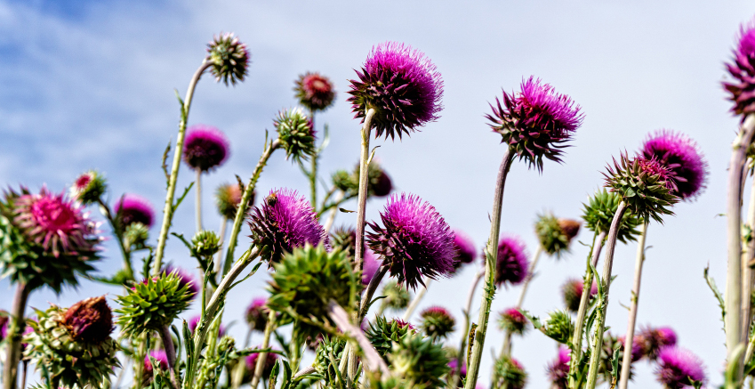 Musk Thistle Flowers