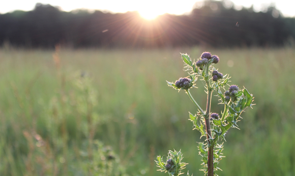 thistle-at-dusk2