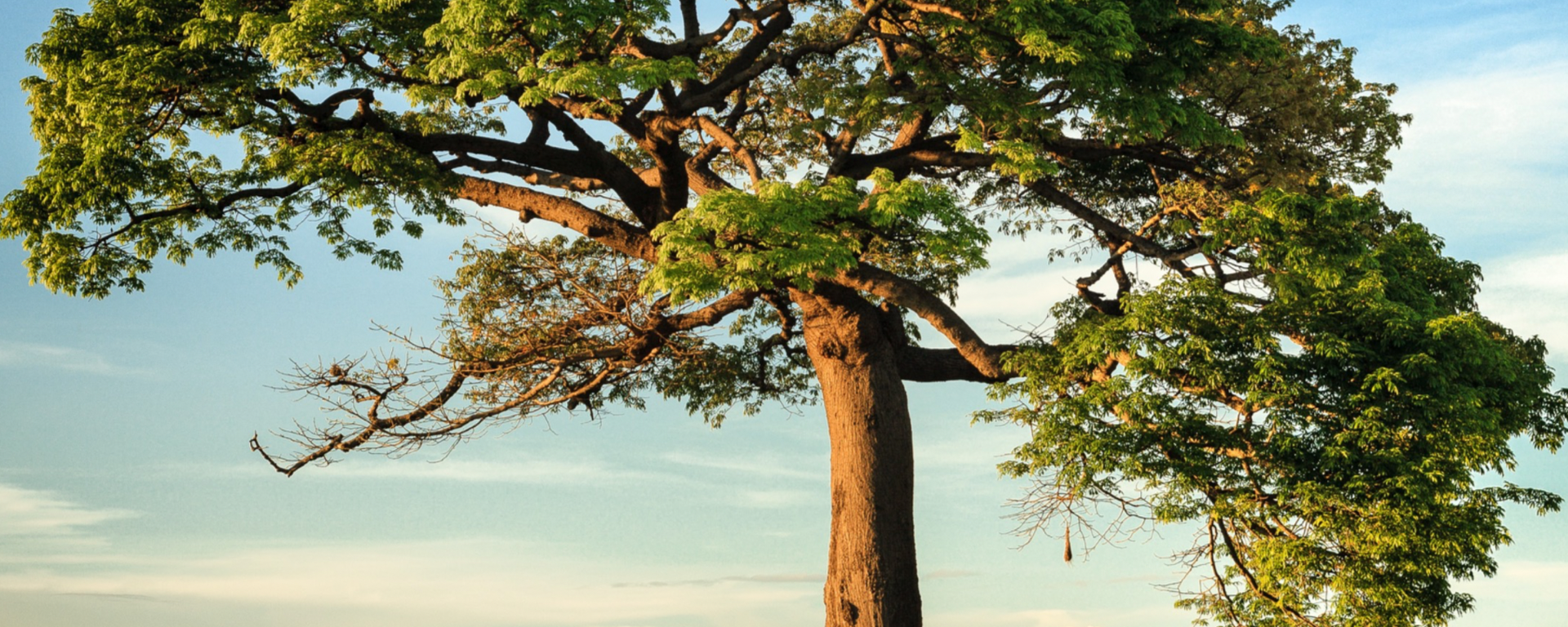 Climbing Trees The Classical Thistle